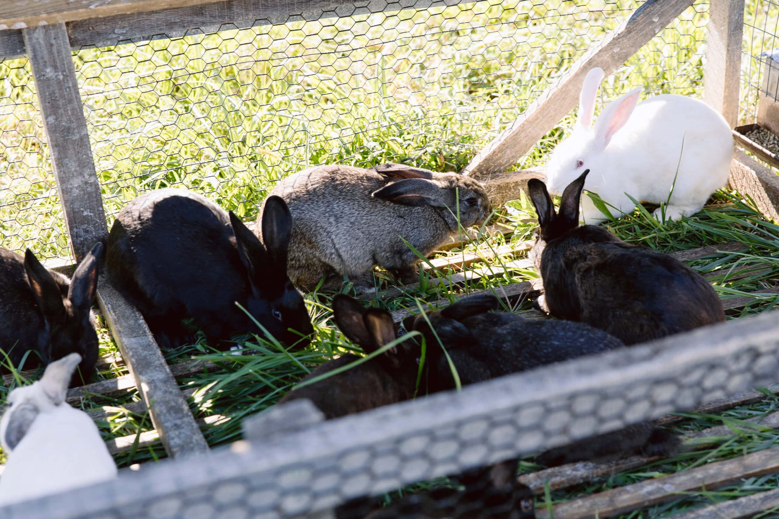 Animal Grouping Scene