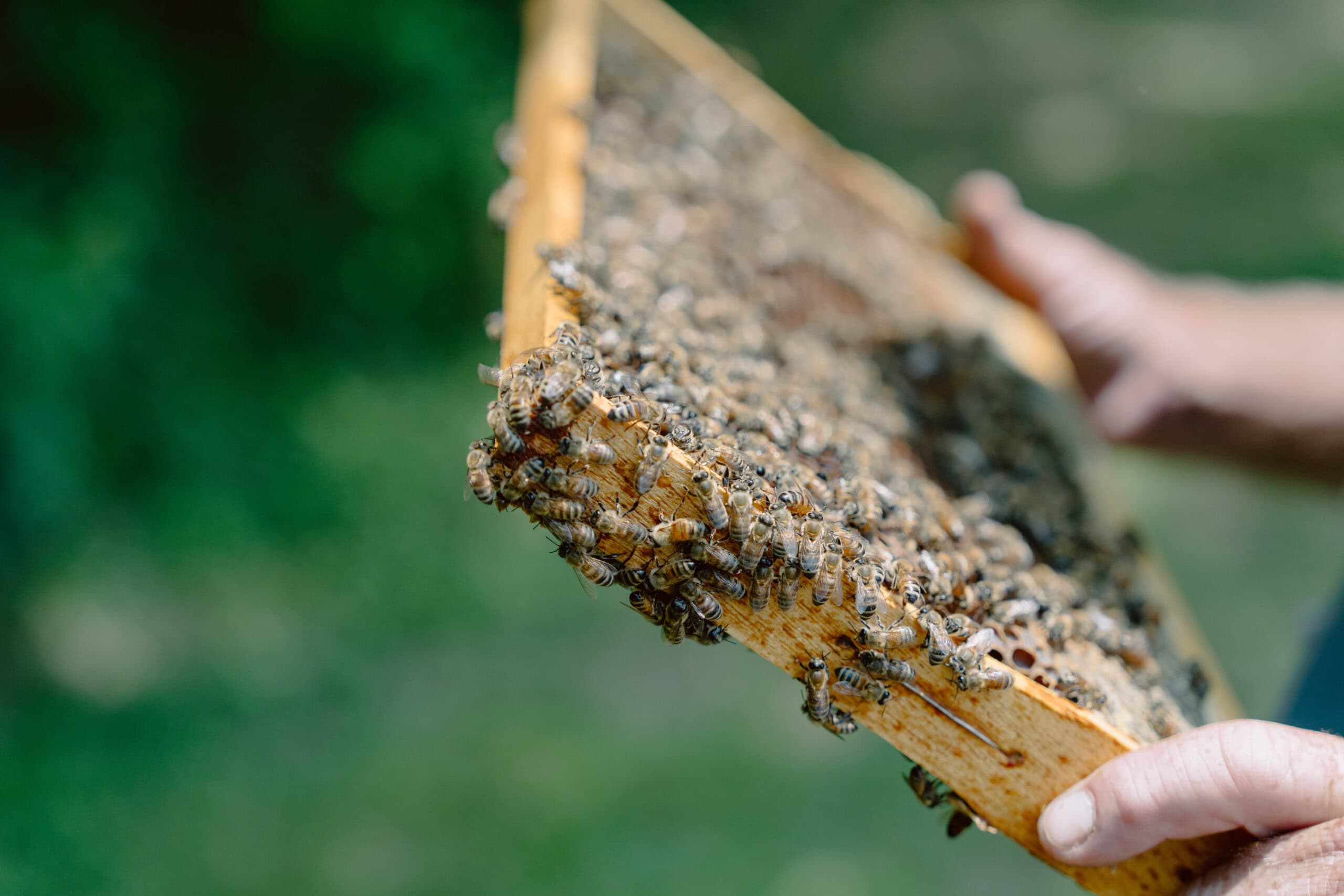 Insect Nest Activity