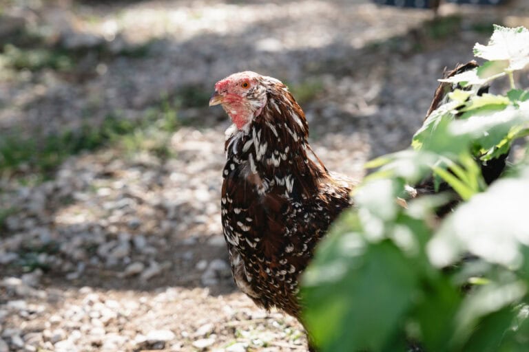 Farmyard Chicken Habitat