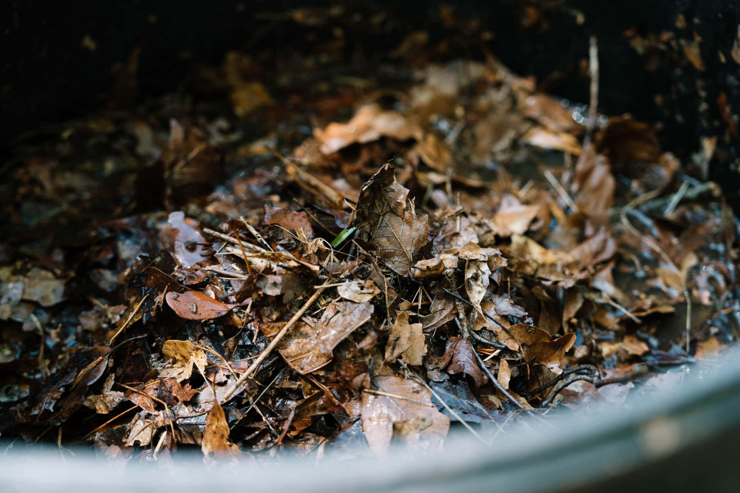 Rock Among Leaves