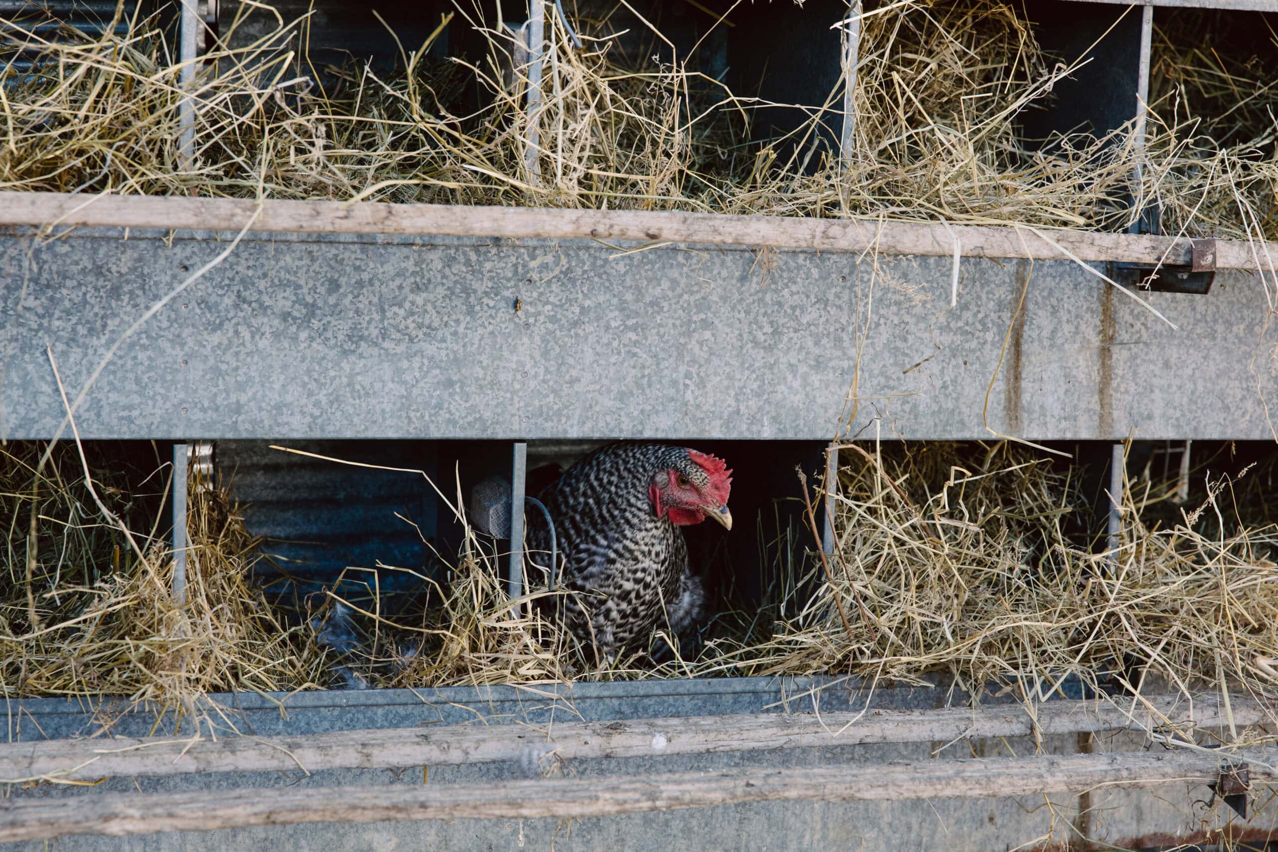 Farmyard Chicken Habitat