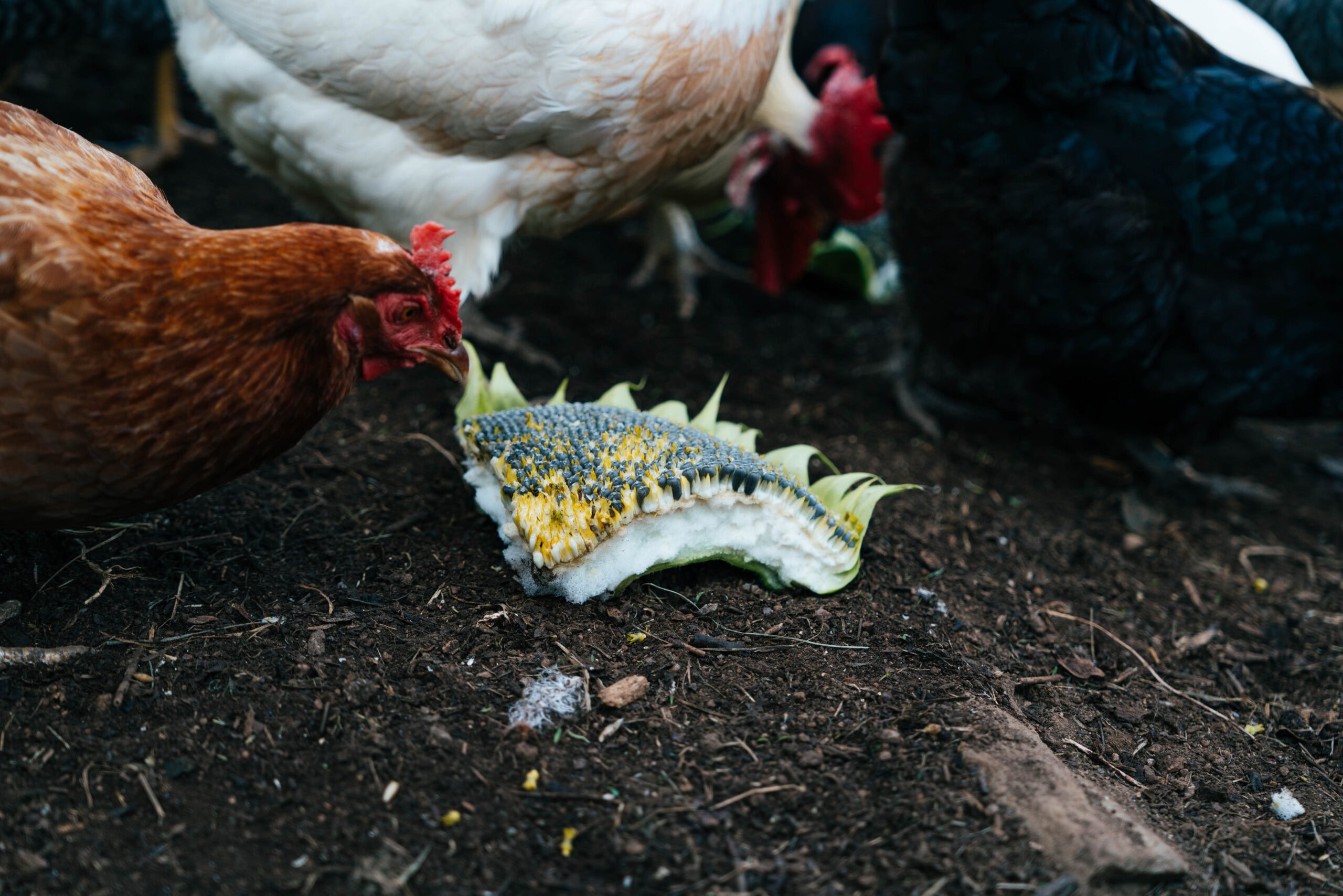 Farmyard Chicken Habitat