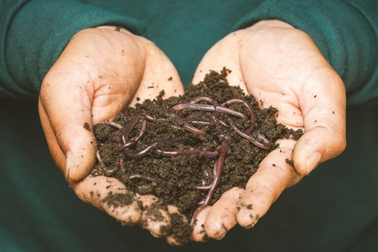 Worms: Your Low-Maintenance Livestock