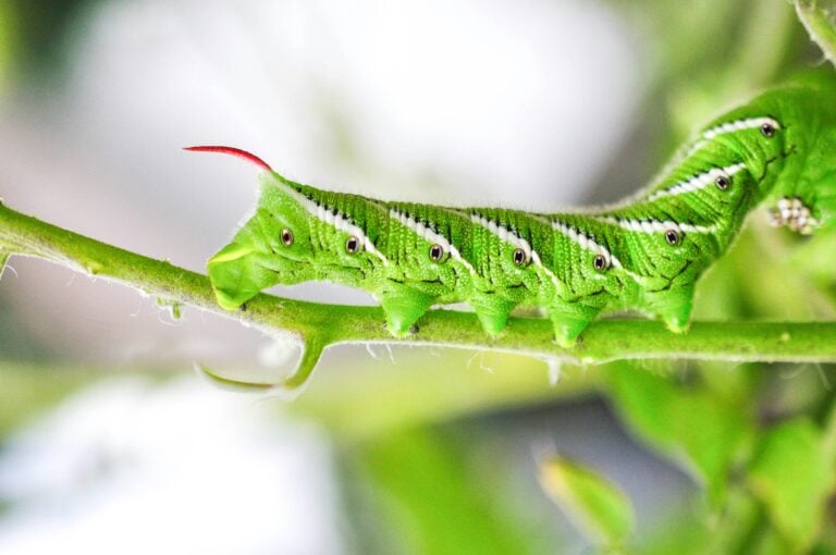 How to Prevent Tomato Hornworms with Companion Planting