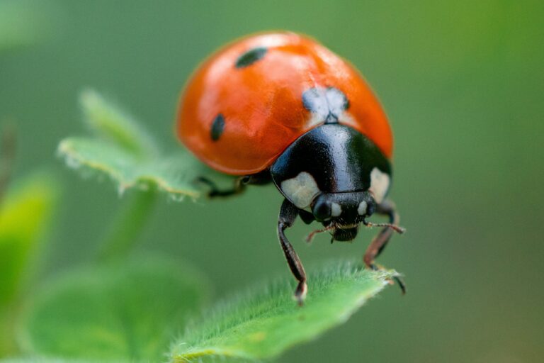 How to Attract Ladybugs to Your Garden (And Why You Shouldn’t Buy Them)