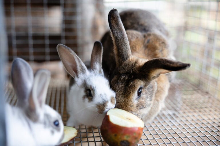 Animal Care Activity