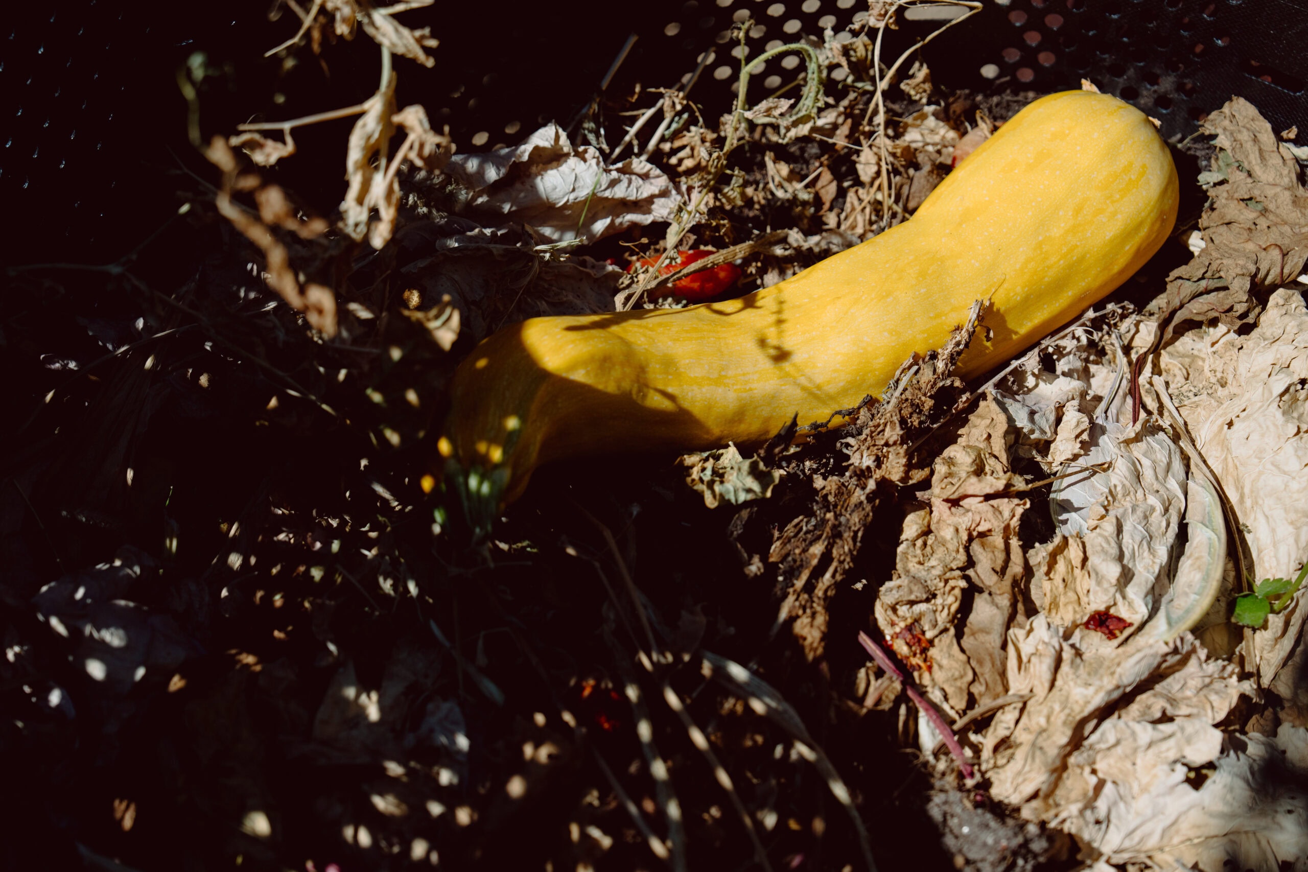 Harvesting Natural Produce
