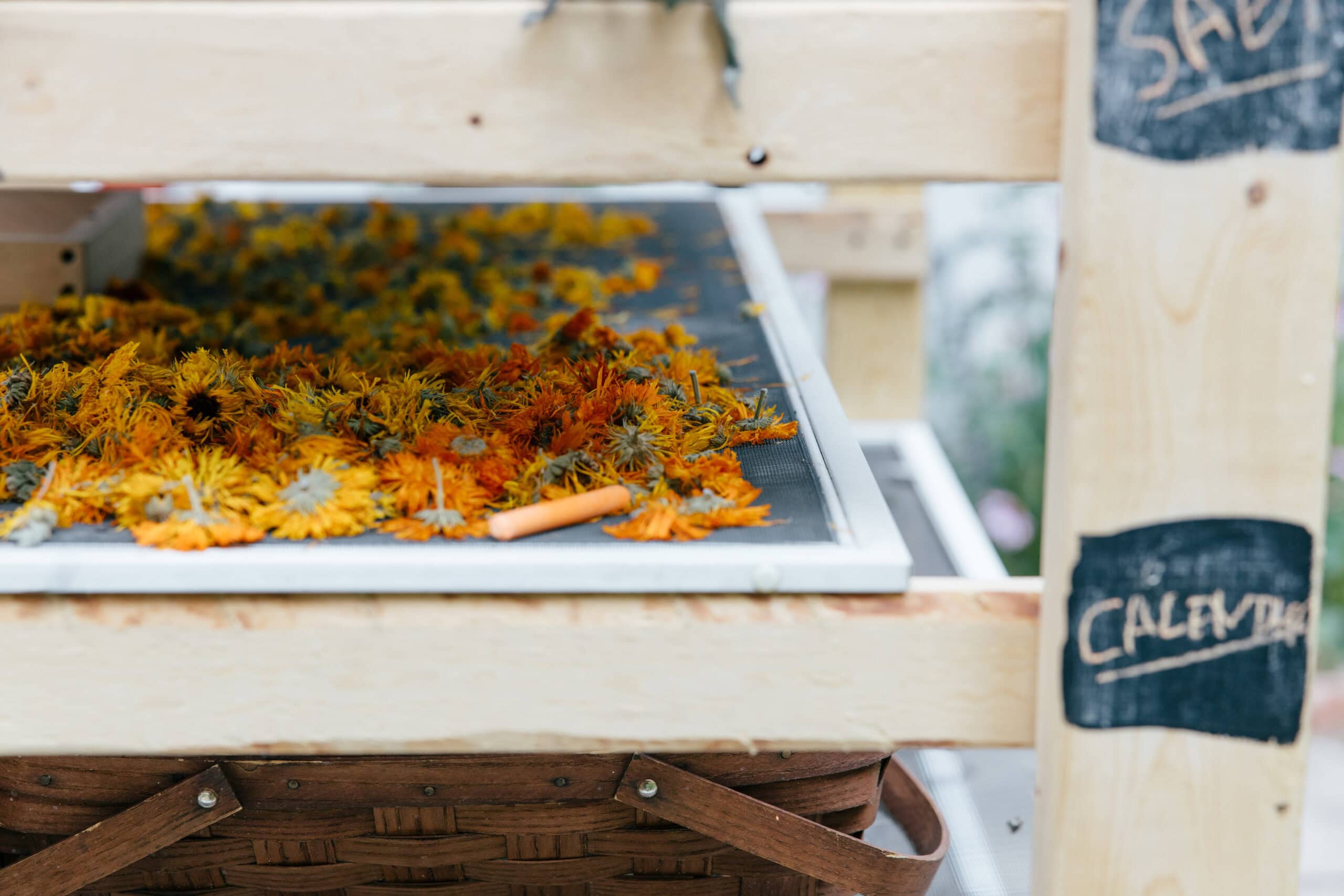 Fruit Sorting Activity