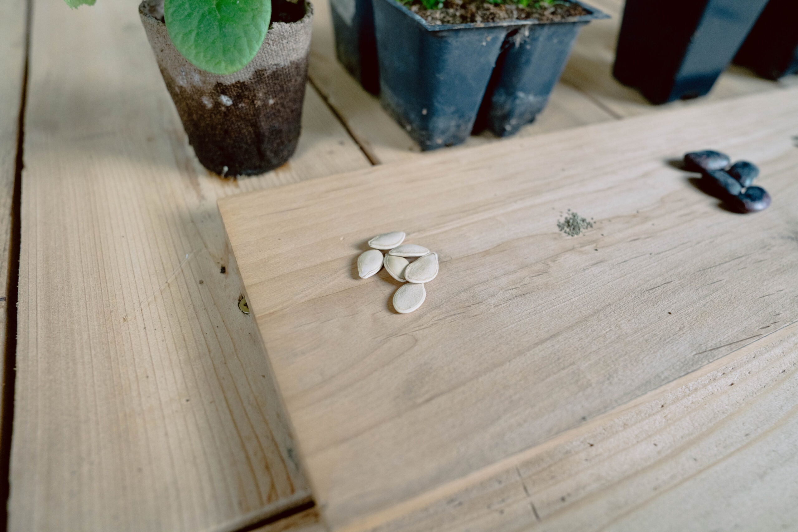 Brown Seeds on Plate