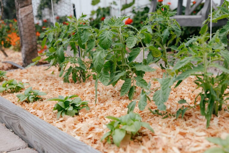 Greenhouse Crop Growth