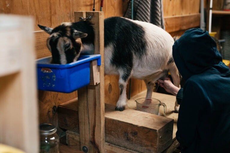 Animal Care Activity