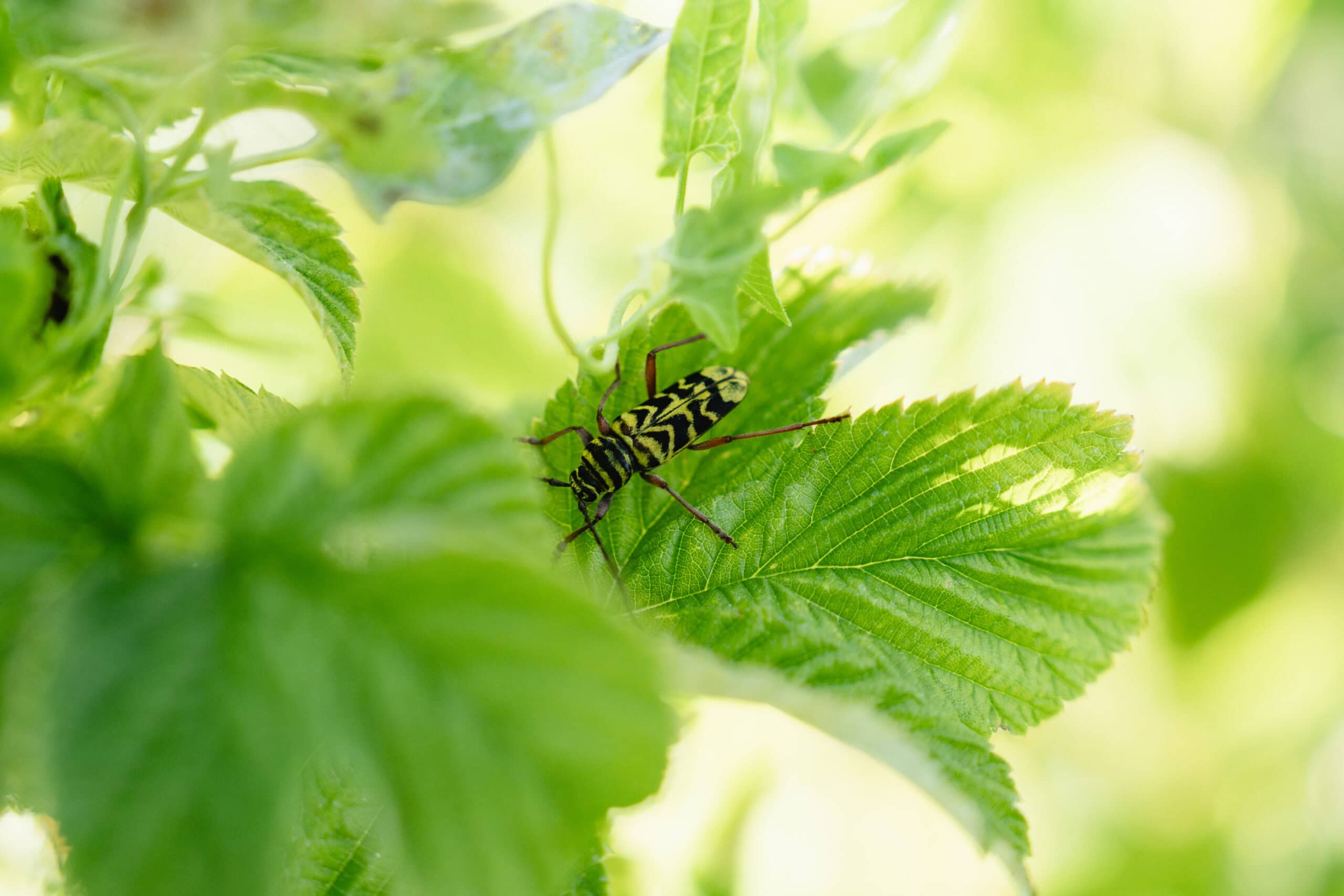 Insect on Green Leaves