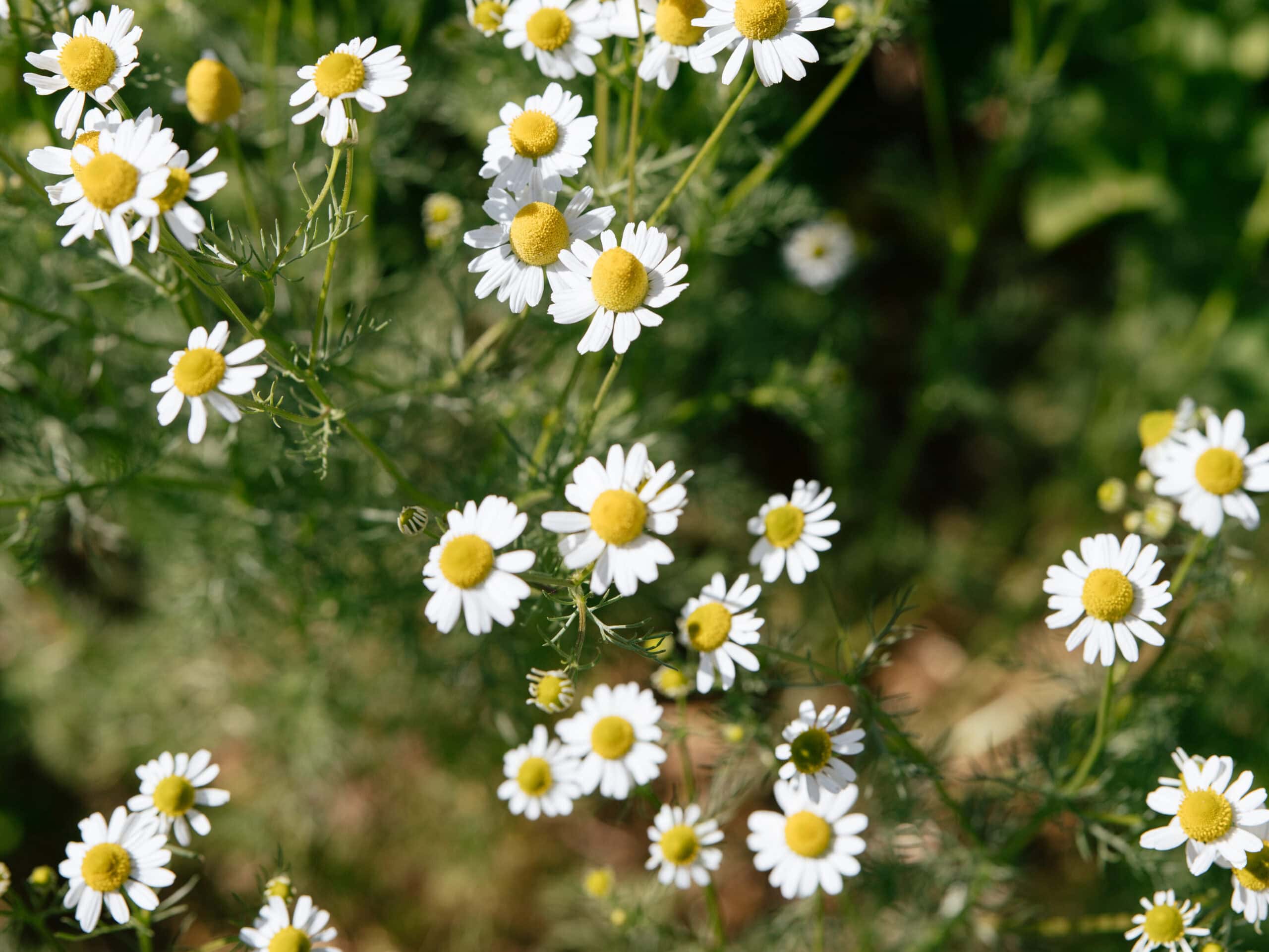 Delicate White Blooms