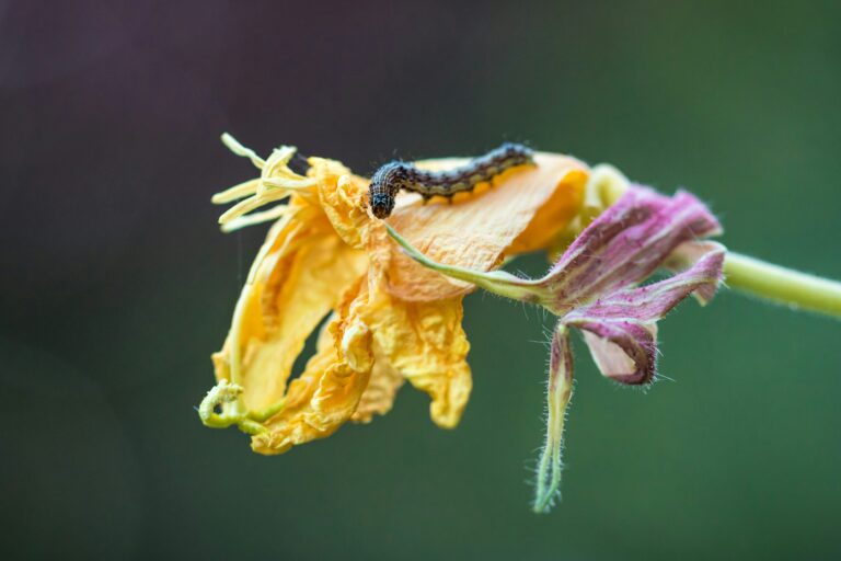 How to Stop Squash Vine Borers Before They Start