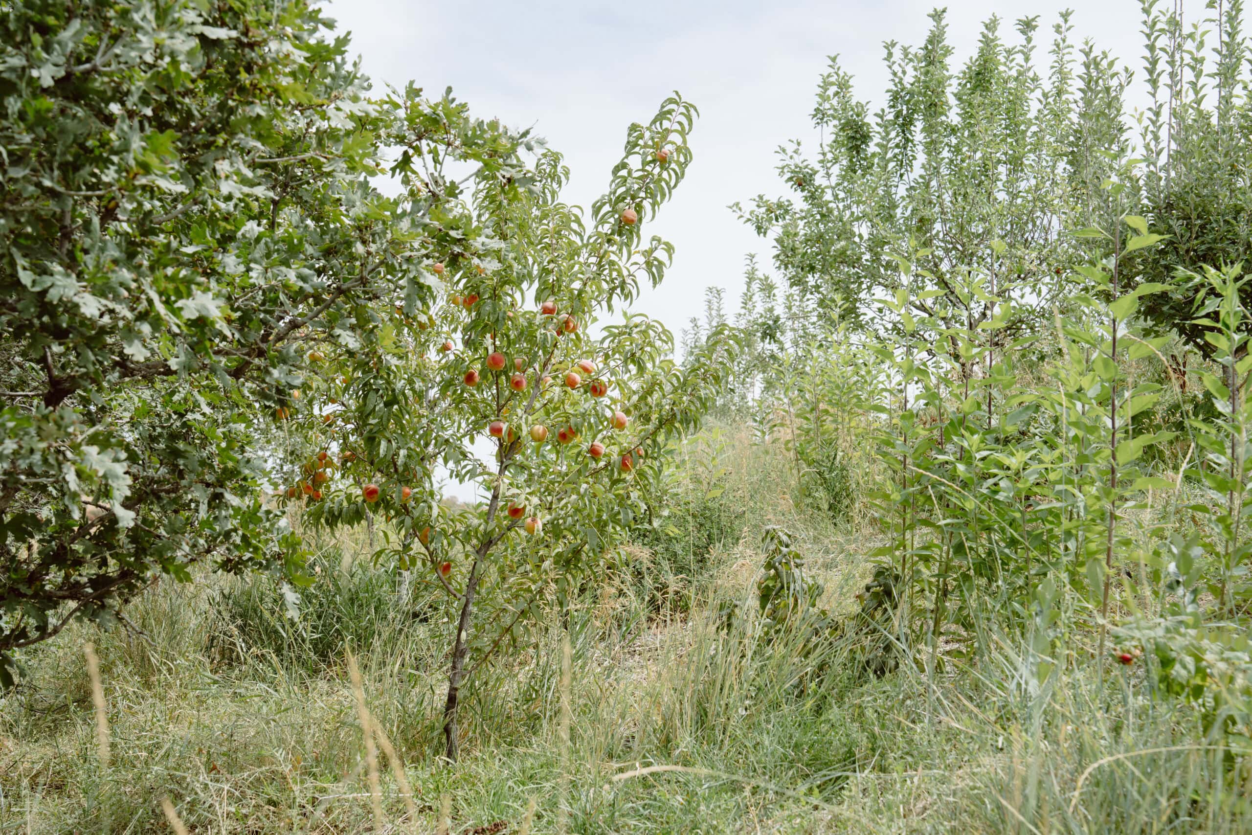 Roadside Vegetation Scene
