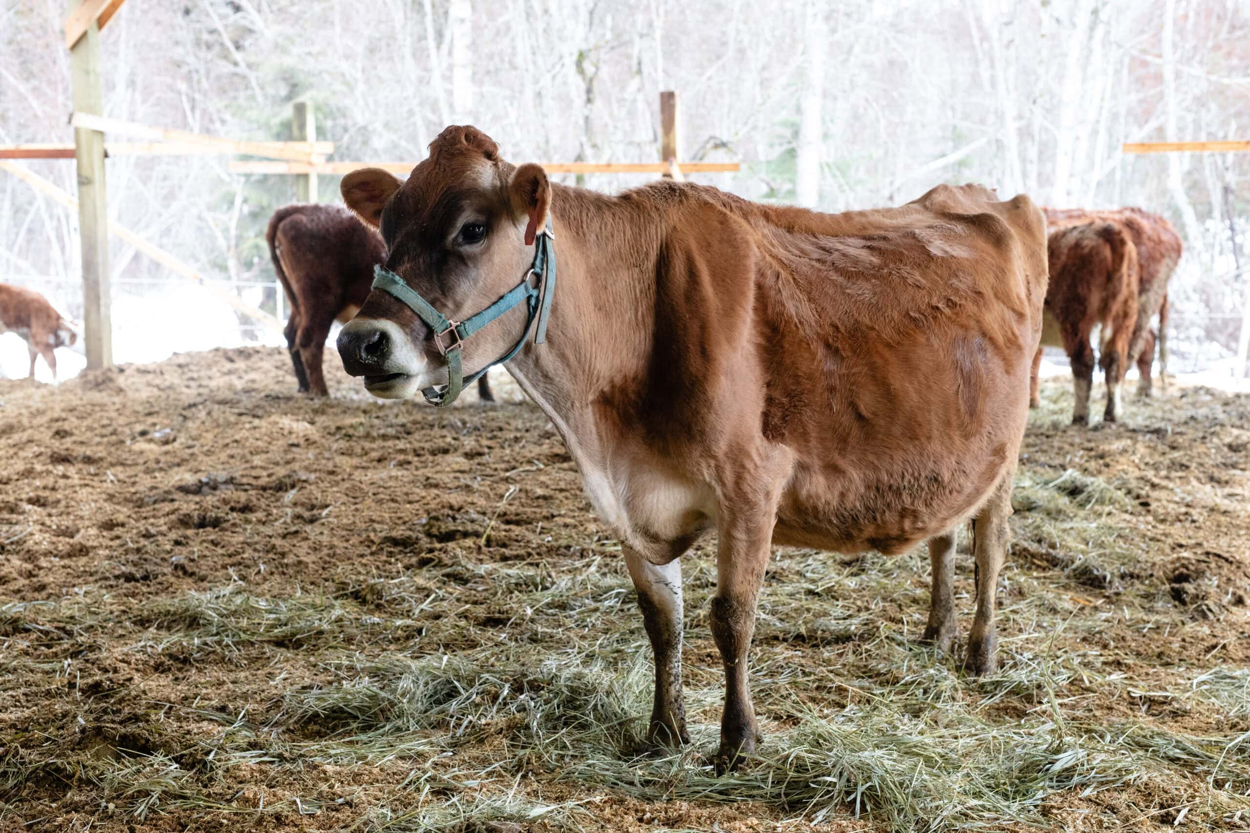 Cow in Pasture