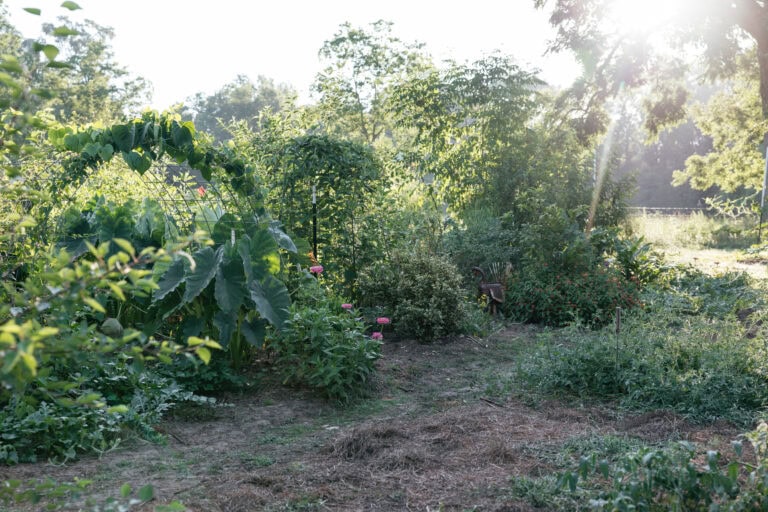 Community Garden Landscape
