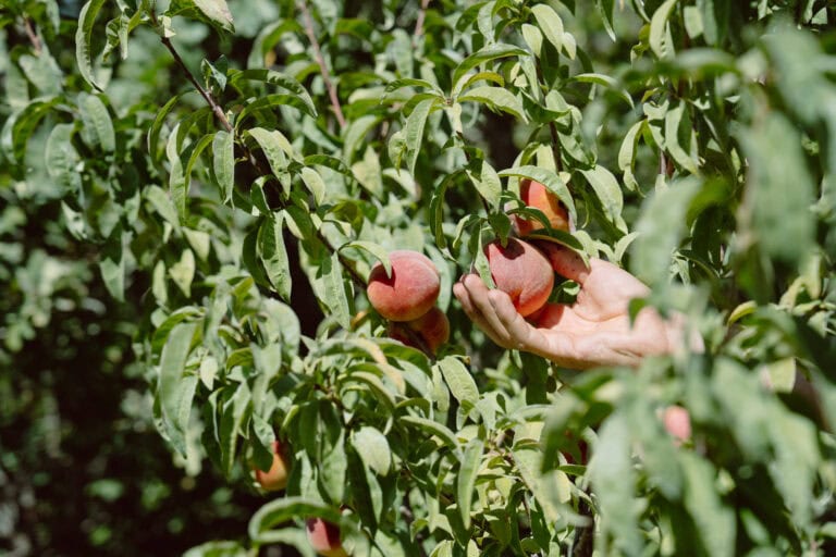 Fruits Among Foliage
