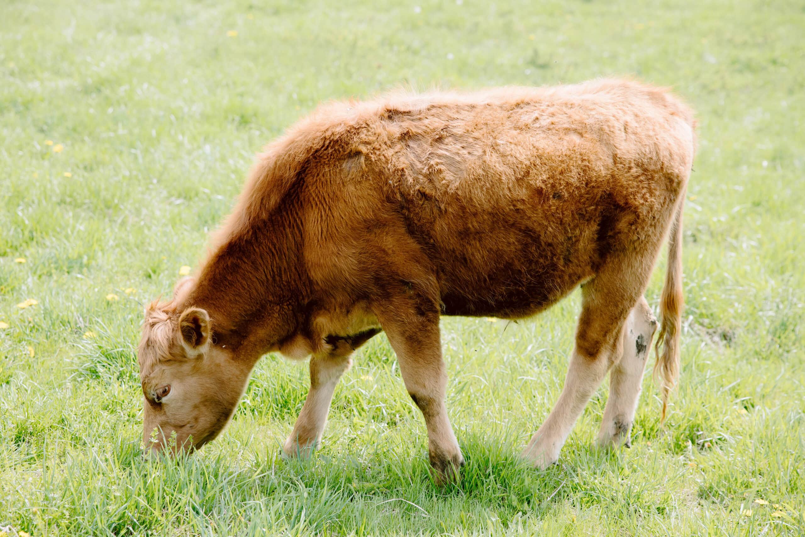 Cow in Pasture