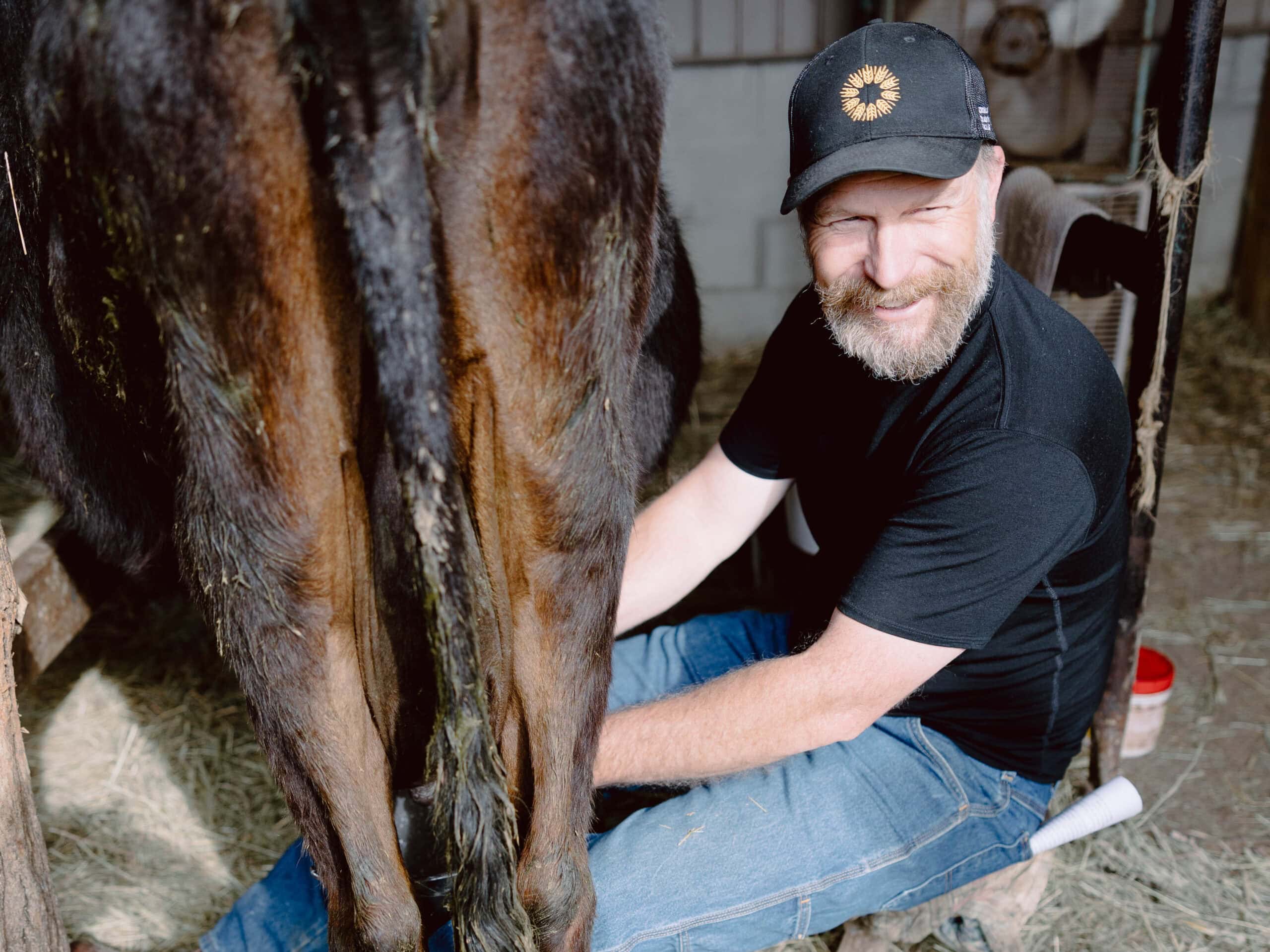 Black Cow Standing