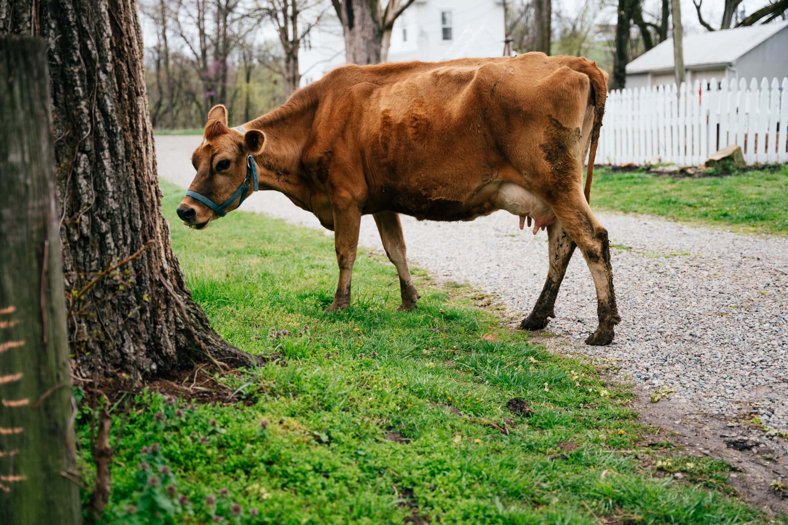 Cow in Pasture