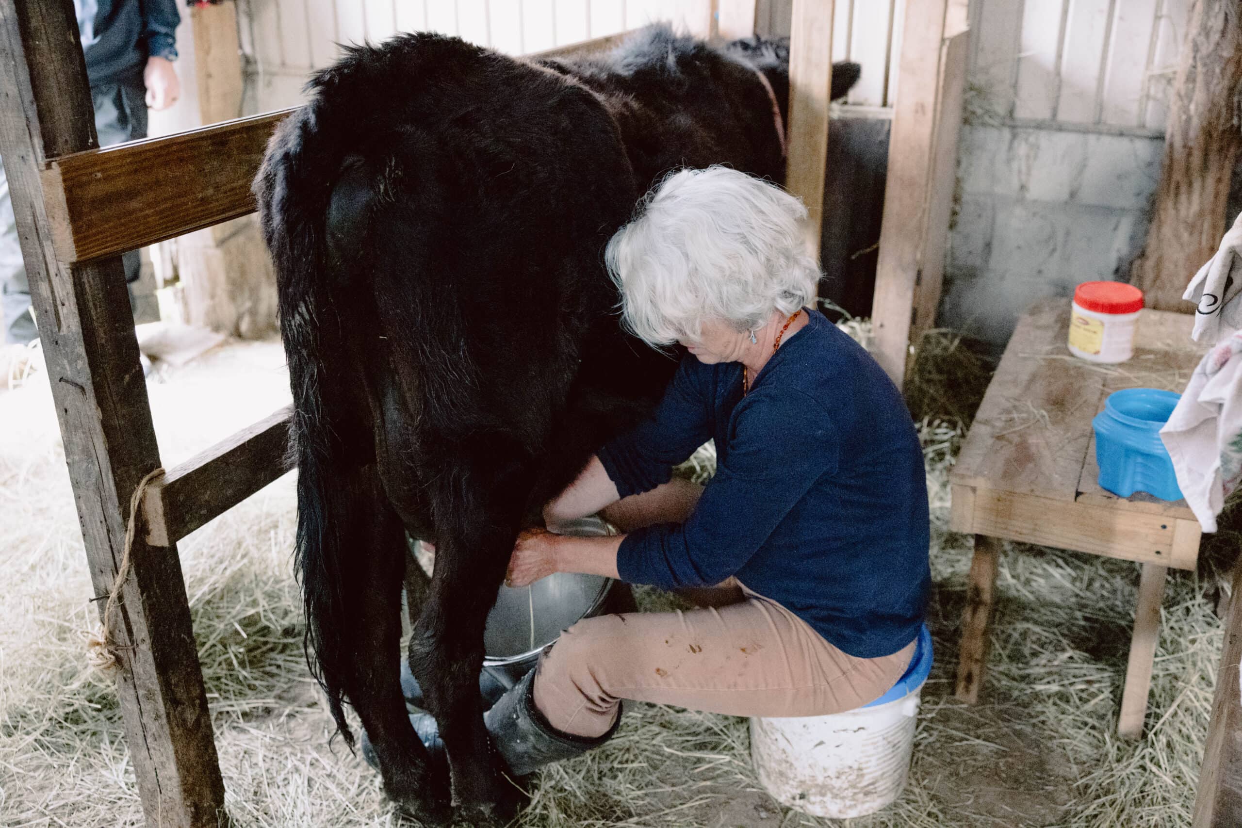 Animal Care Procedure