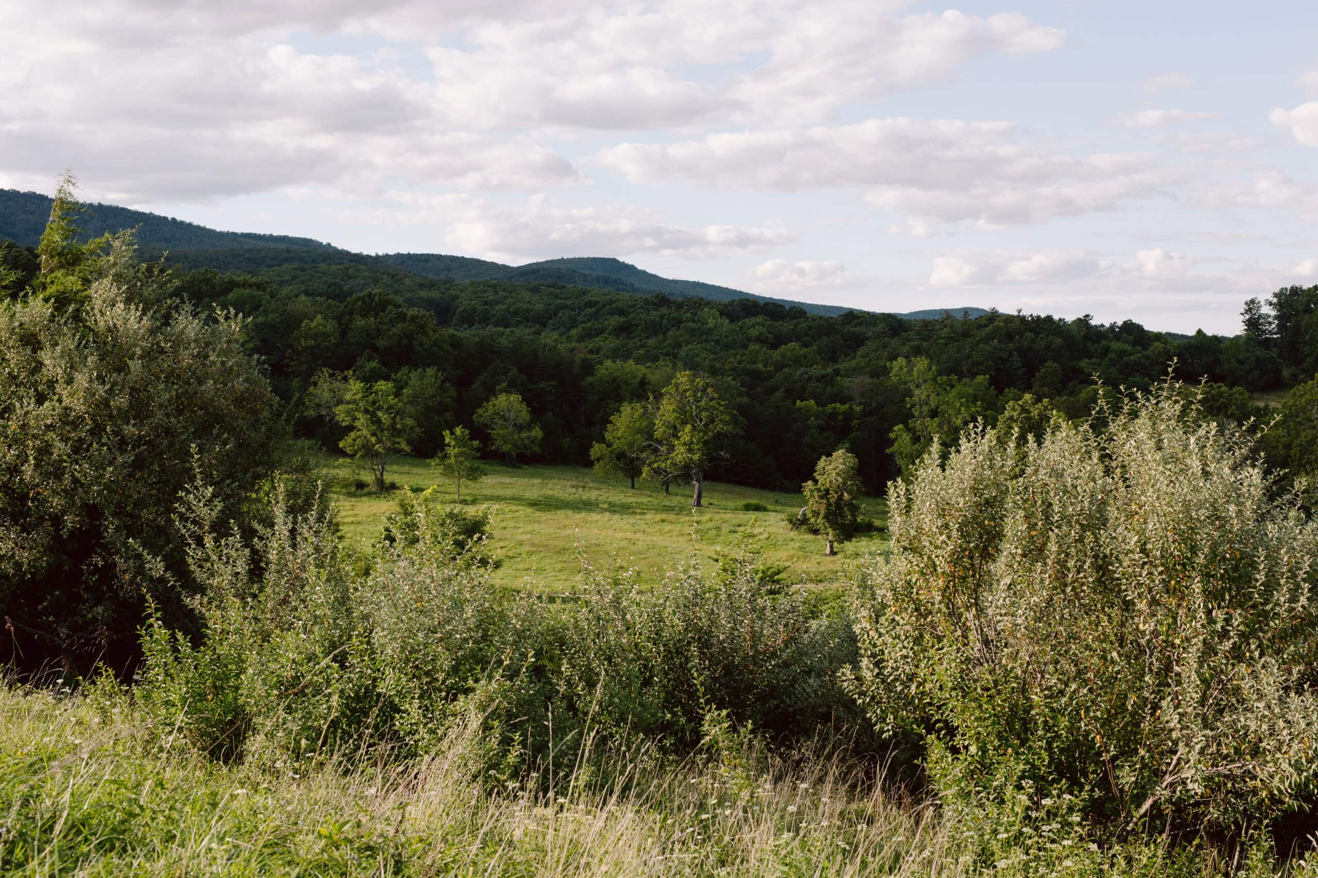 Pastoral Green Landscape