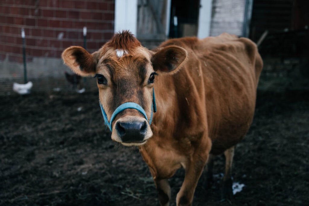 Cow in Pasture