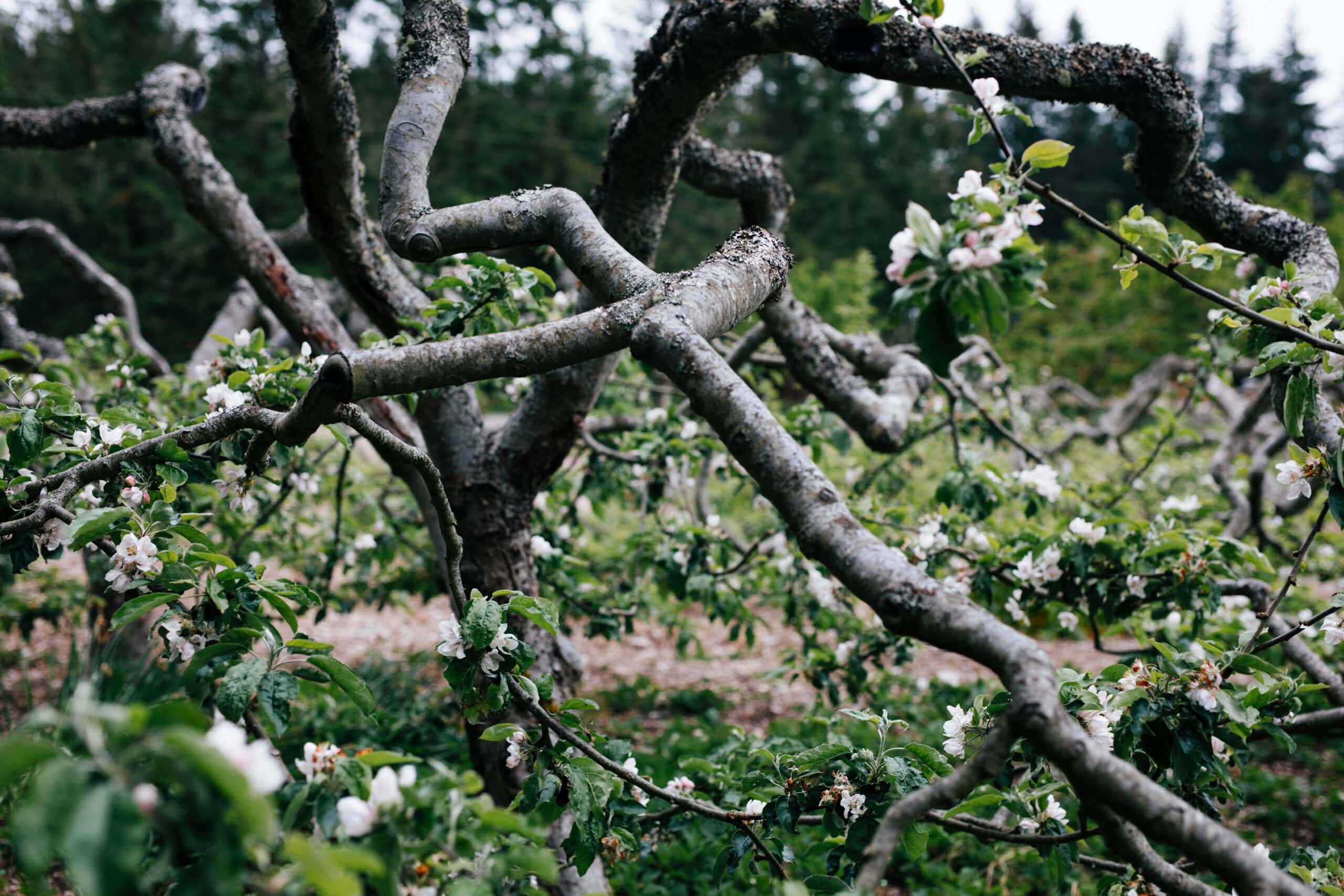 Blossoming Tree Branches